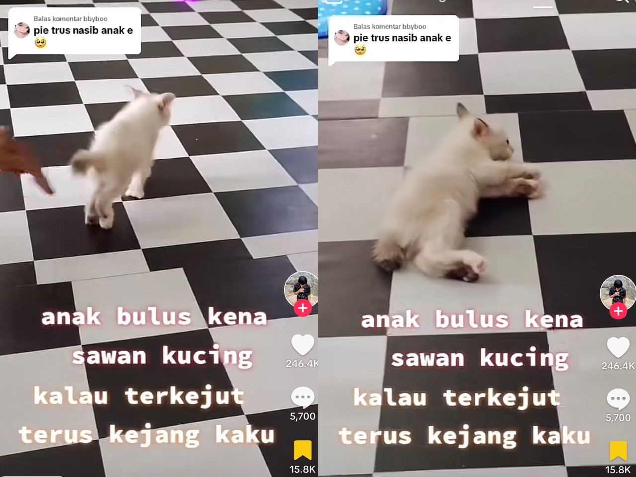 ANAK KUCING SAWAN KEJANG TULAR VIRAL