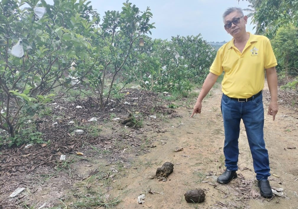 JHR GAJAH SERANG KEBUN 1