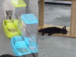 Bina pusat perlindungan kucing, tak sampai dua minggu enam mati?