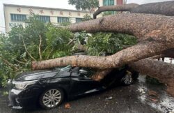 Berpuluh pokok tumbang akibat angin kencang di P. Pinang