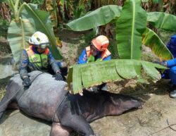 4 jam tarik naik tapir 200kg masuk parit