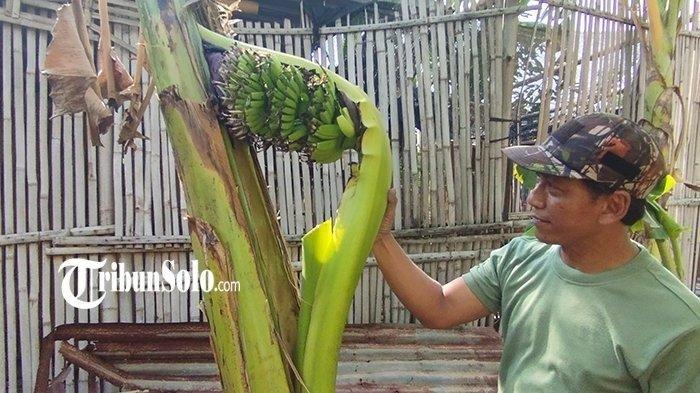 Batang pisang keluarkan buah 