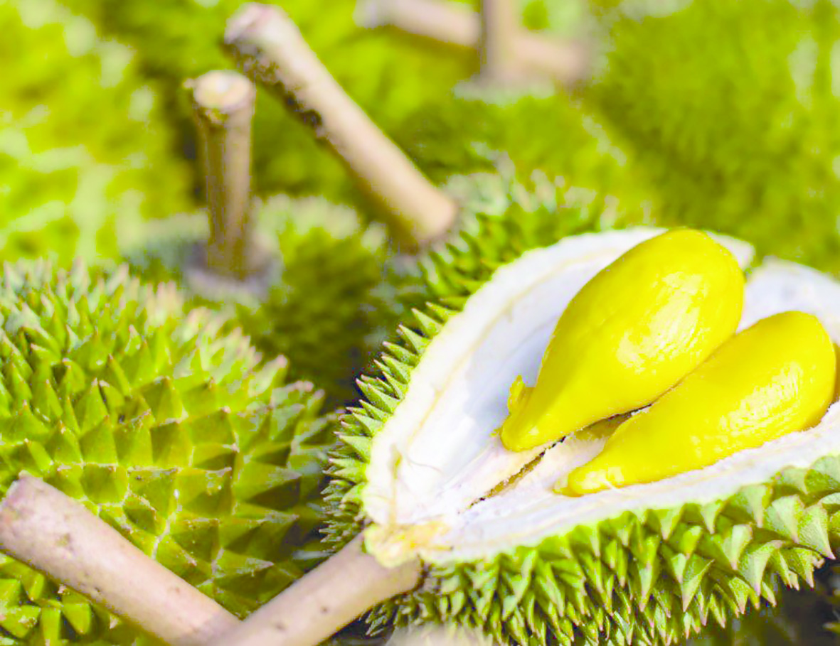 musang king