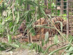 Perhilitan Kelantan siasat sama ada harimau sama baham dua lelaki di Gerik dan Jeli