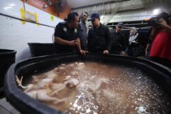 Rumah sembelihan ayam di Puchong langgar SOP halal digempur