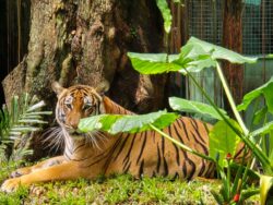 ‘Tak akan harimau Zoo Negara nak melompat macam orang dewasa’