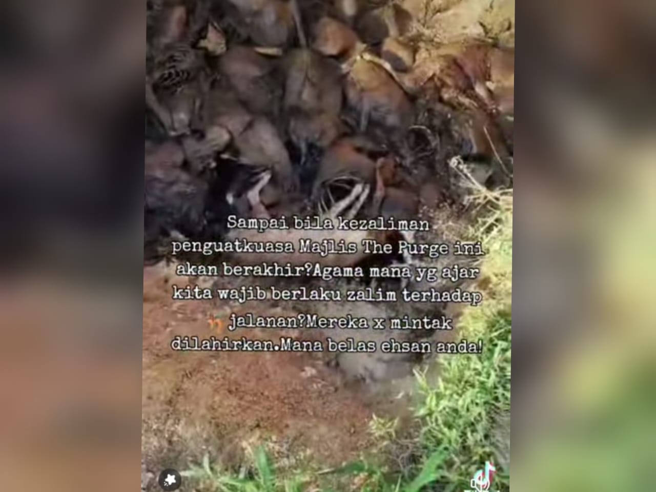 Tangkap layar rakaman video memaparkan bangkai anjing tular di media sosial