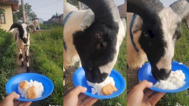 Kambing Garut makan nasi lauk nuget ayam