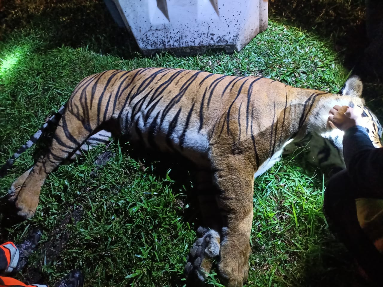 harimau mati