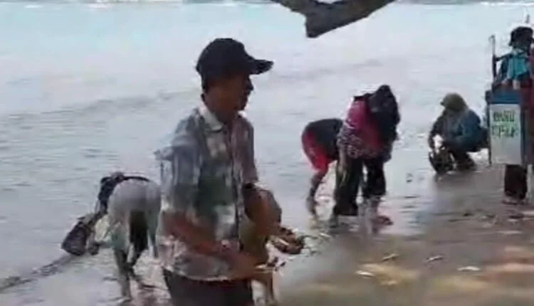 Penduduk serbu pantai, tangkap ikan naik ke darat