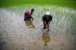 Dewan Rakyat: KPKM sediakan tabung bencana bantu pesawah