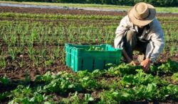 Sumber makanan selamat melalui inovasi pertanian