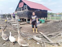 Kambing, lembu diserang anjing ‘zombi’