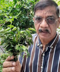 Daun kari ibarat emas, dijual RM18 sekilo