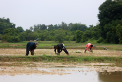 Naik gaji, apa nasib orang kampung?