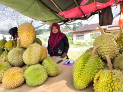 Durian Damak kembali, peniaga senyum jual 400kg sehari