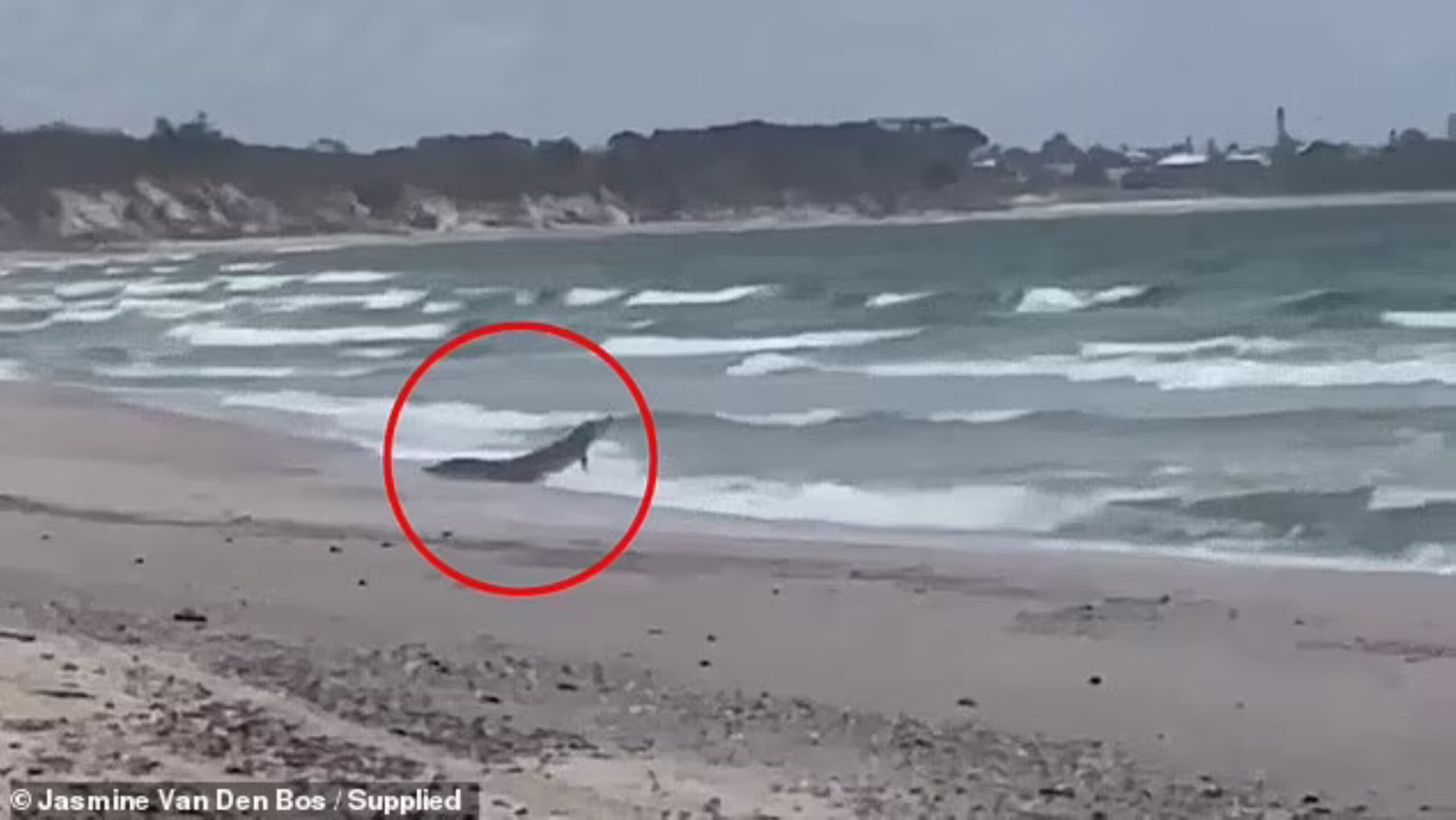 Wanita lihat buaya tembaga ‘main ombak’ di tepi pantai