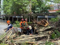 Pokok berusia lebih 35 tahun tumbang di Jalan Pudu akibat akar reput