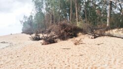 Pokok rhu Pantai Mak Nik tumbang satu per satu