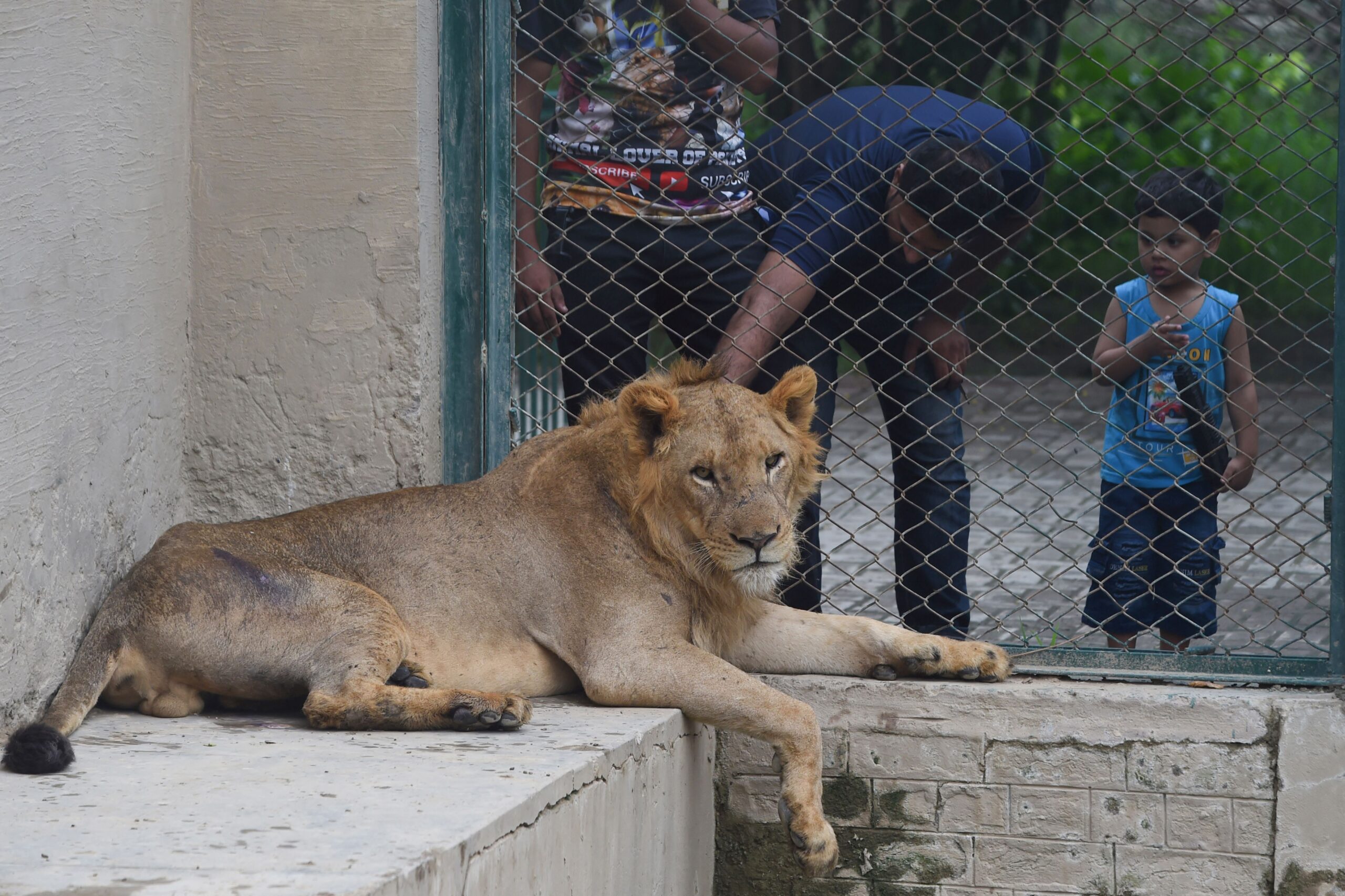 Singa tangkap scaled