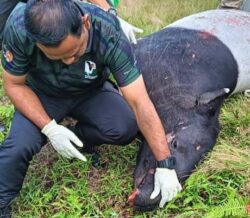 Tapir jantan 250 kg mati dilanggar di LPT2