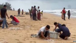 Fenomena kerang terdampar di pantai Terengganu bukan petanda bencana