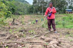 Baru cadang nak jual, kebun pula diceroboh