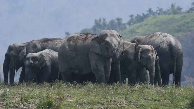 Lelaki mati dipijak gajah ketika tidur