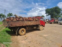 Malaysia sokong komitmen Indonesia meneruskan pelaksanaan biodiesel B40