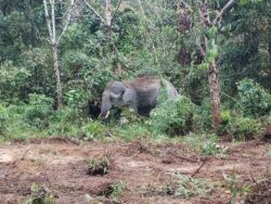 Gajah sesat sampai masuk kampung