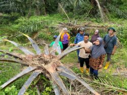 Peneroka rugi RM5 juta tanaman sawit dimusnah ‘abang besar’