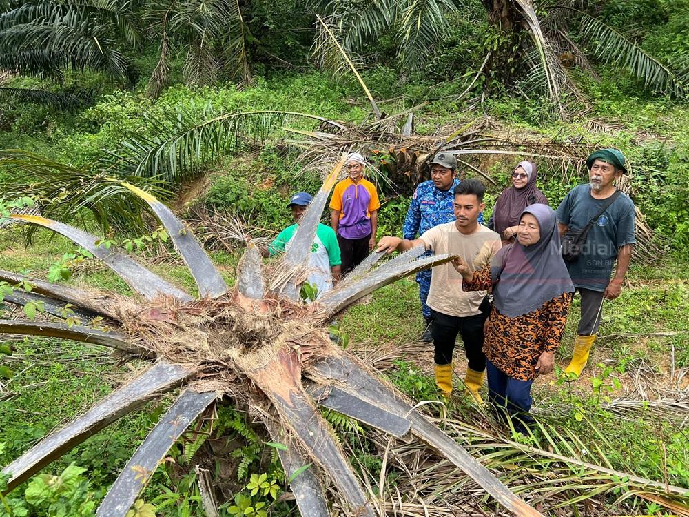 lead gajah tanaman