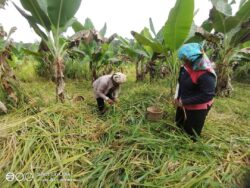 Padi huma pun babi hutan mahu ‘kacau’