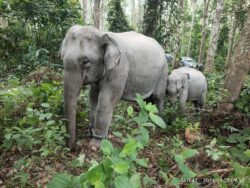 Pandu 11 pagi-4 petang, elak jumpa ‘abang besar’