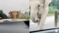 [VIDEO] Doa Nabi Sulaiman penyelamat amuk gajah