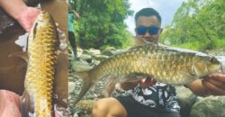 Golden mahseer Sungai Sarik Kab