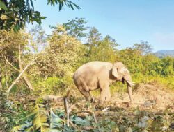 Aduan kes gajah di Perak meningkat