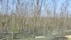 CAP kesal aduan pokok bakau mati tidak diendah