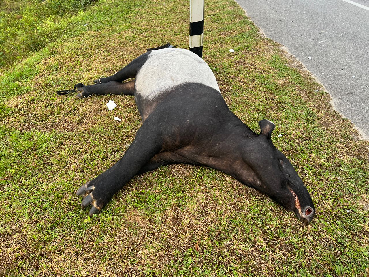 TAPIR MATI