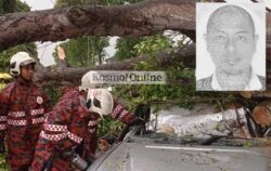 Bapa tersepit tidak bergerak lepas kereta dihempap pokok