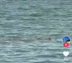 [VIDEO] Kelibat buaya dikesan di Pantai Pernama, Teluk Kemang