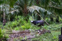 Ikat, tutup mata angkut guna lori