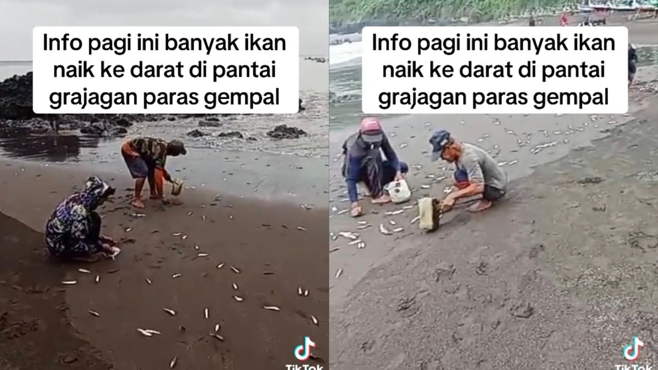 geli ikan