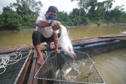 ‘Bawa dari Selangor letak di sangkar patin Sungai Pahang’