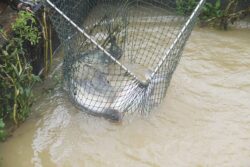 Ikan patin ‘klon’ tak sedap, berbau lumpur