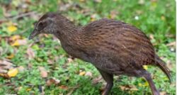 Lima burung tidak boleh terbang