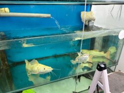 Penyamaran DOF Selangor bongkar penjualan 174 ikan alien