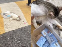 [VIDEO] Kucing pun pandai minta derma di bazar Ramadan