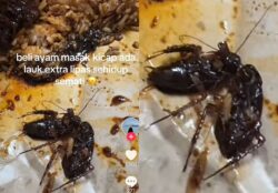 [VIDEO] Tak ku sangka, beli ayam masak kicap percuma lipas