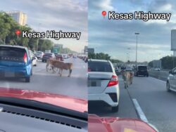 [VIDEO] Lembu siapa buat ‘roadblock’ di lebuh raya?